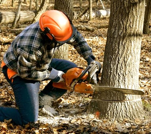 Tree Removal in Tewksbury, MA